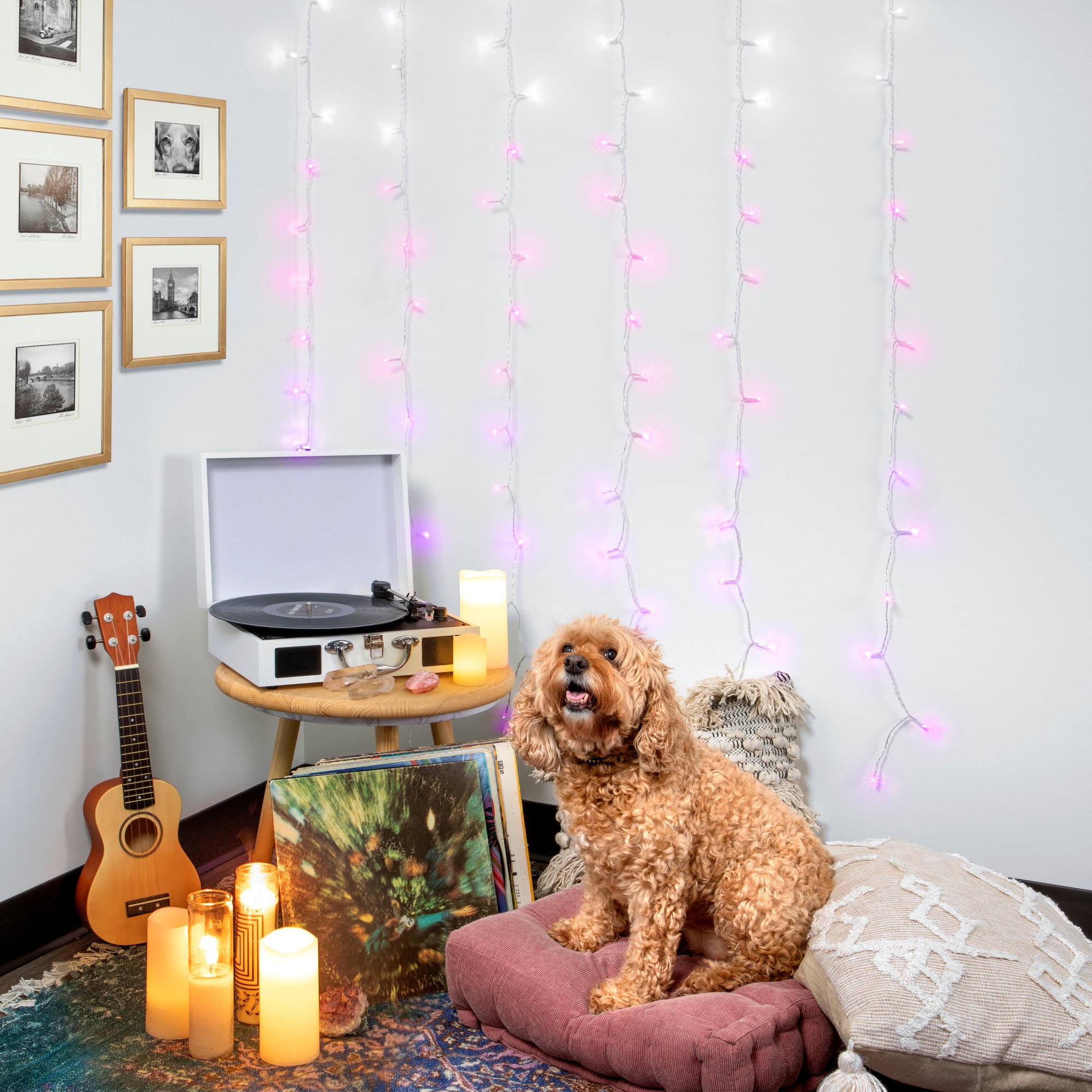 Pink & Purple Ombre Cascading Curtain Lights