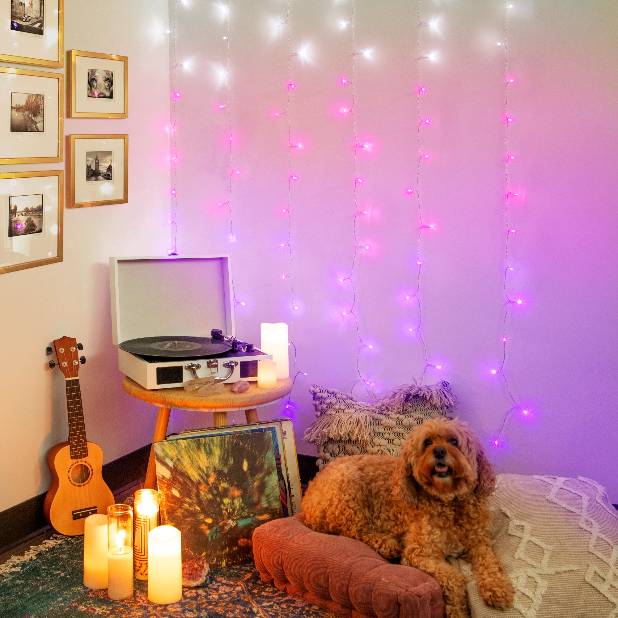 Pink & Purple Ombre Cascading Curtain Lights